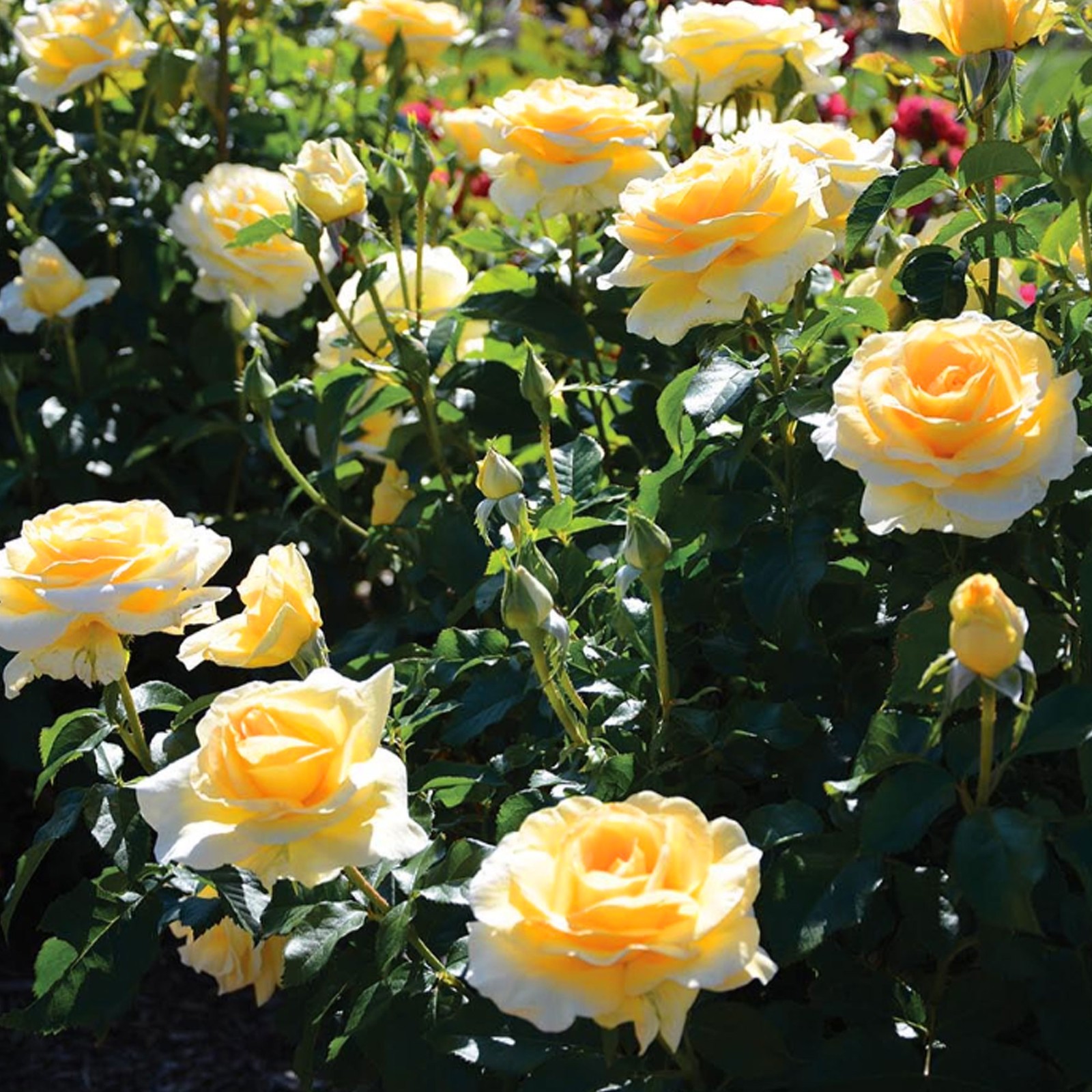 Sunshine Daydream Rose 1.5 Gal Pot, Non-Stop Fragrant Yellow Flowers, Own Root