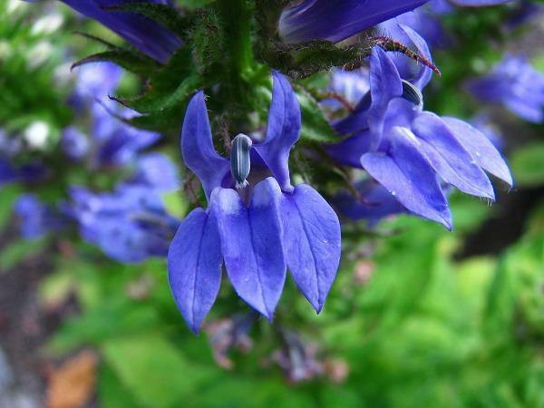 Lobelia siphilitica | Blue Cardinal Flower, | Big Blue Lobelia | 200 Seeds