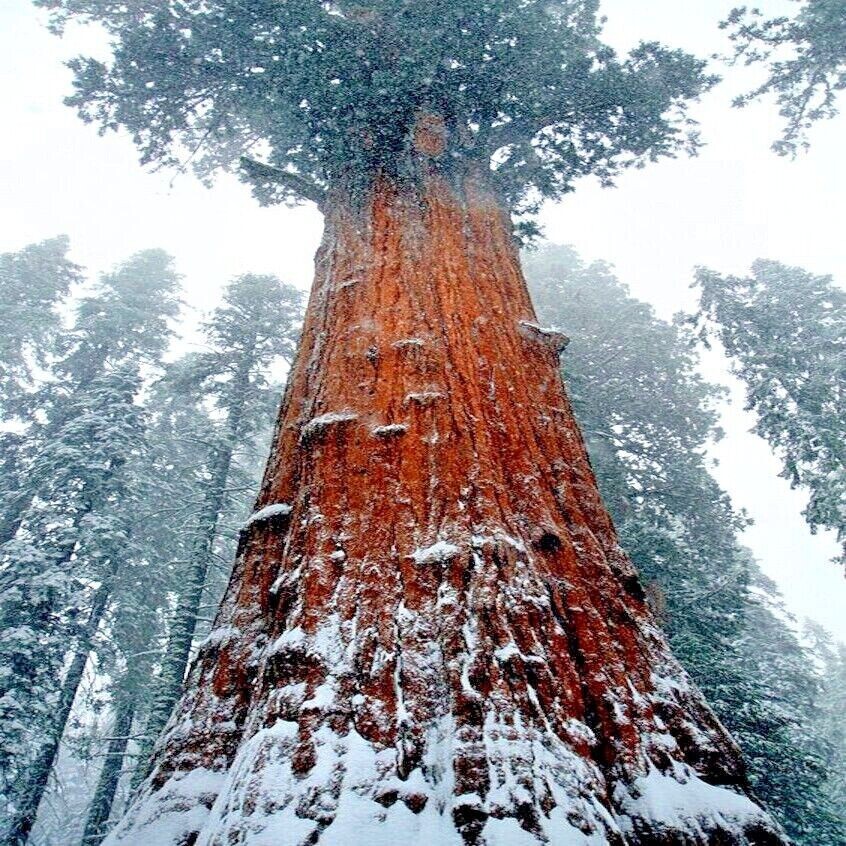 20 California Coast Redwood Seeds Giant Sequoia Bonsai TALLEST TREE in the WORLD