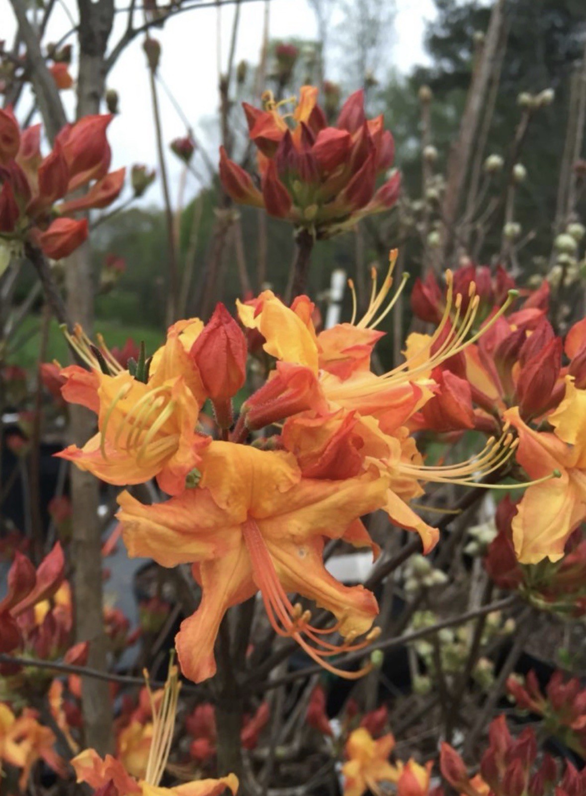 Stonewall Jackson Azalea Rhododendron~Rooted Starter Plant~DORMANT Fall Winter