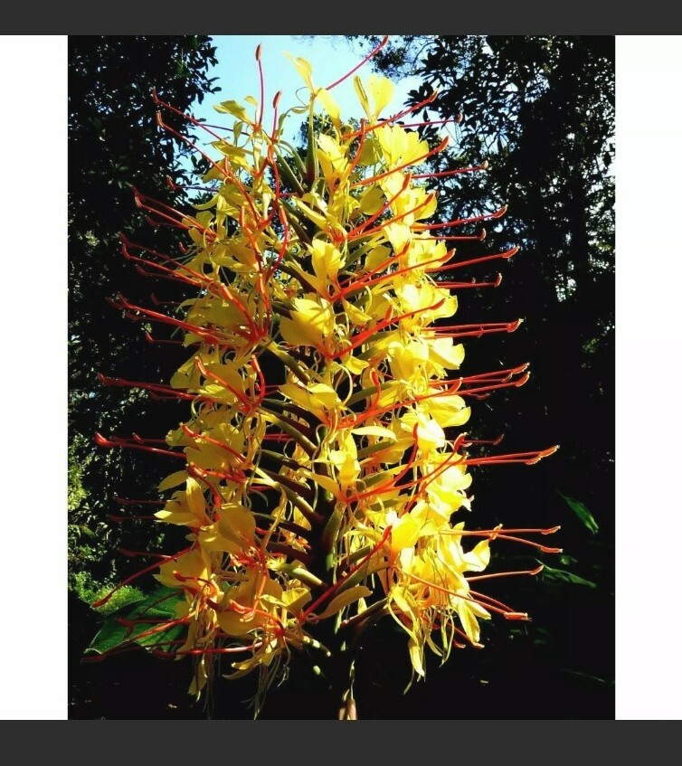 HAWAIIAN KAHILI YELLOW GINGER HEDYCHIUM GARDNERIANUM ROOTS & PLANTS
