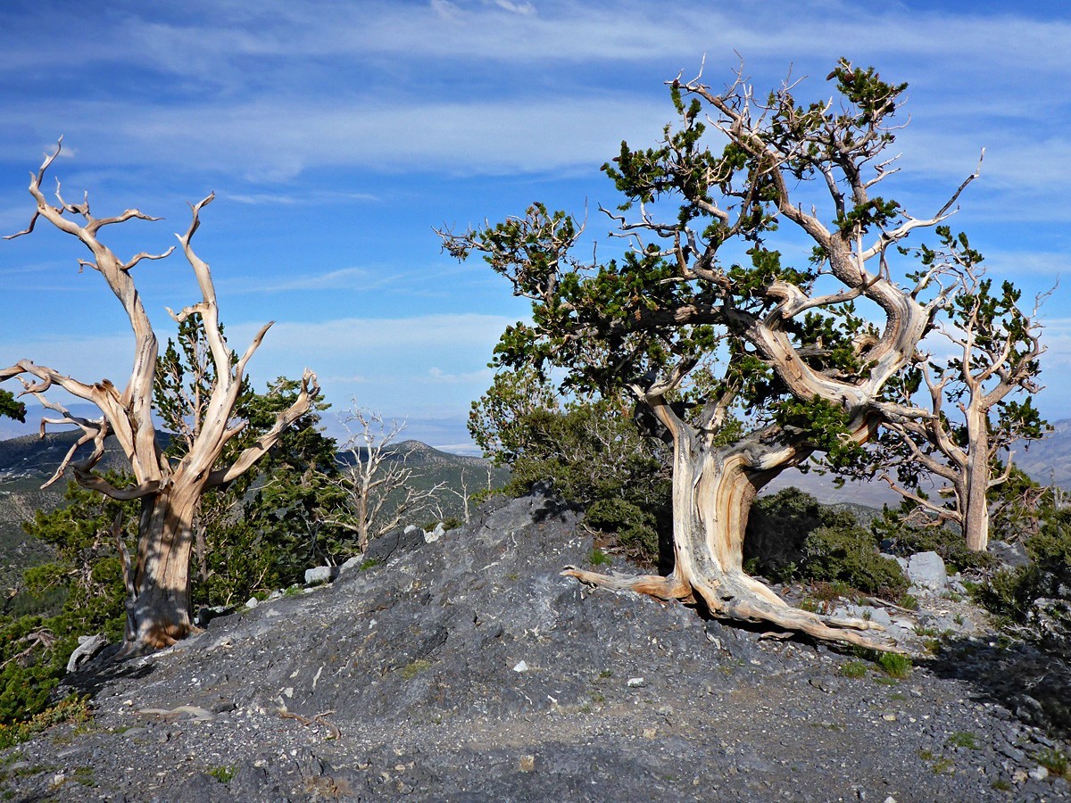 20 Bristlecone Pine Seeds (Pinus aristata) “OLDEST Living Tree in the WORLD!”