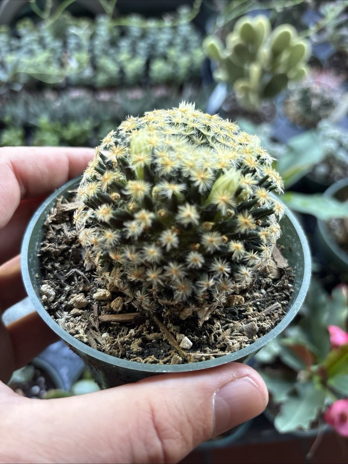 Mammillaria schiedeana Clumping Fuzzy Gold Mini Cactus rooted 4 in pot