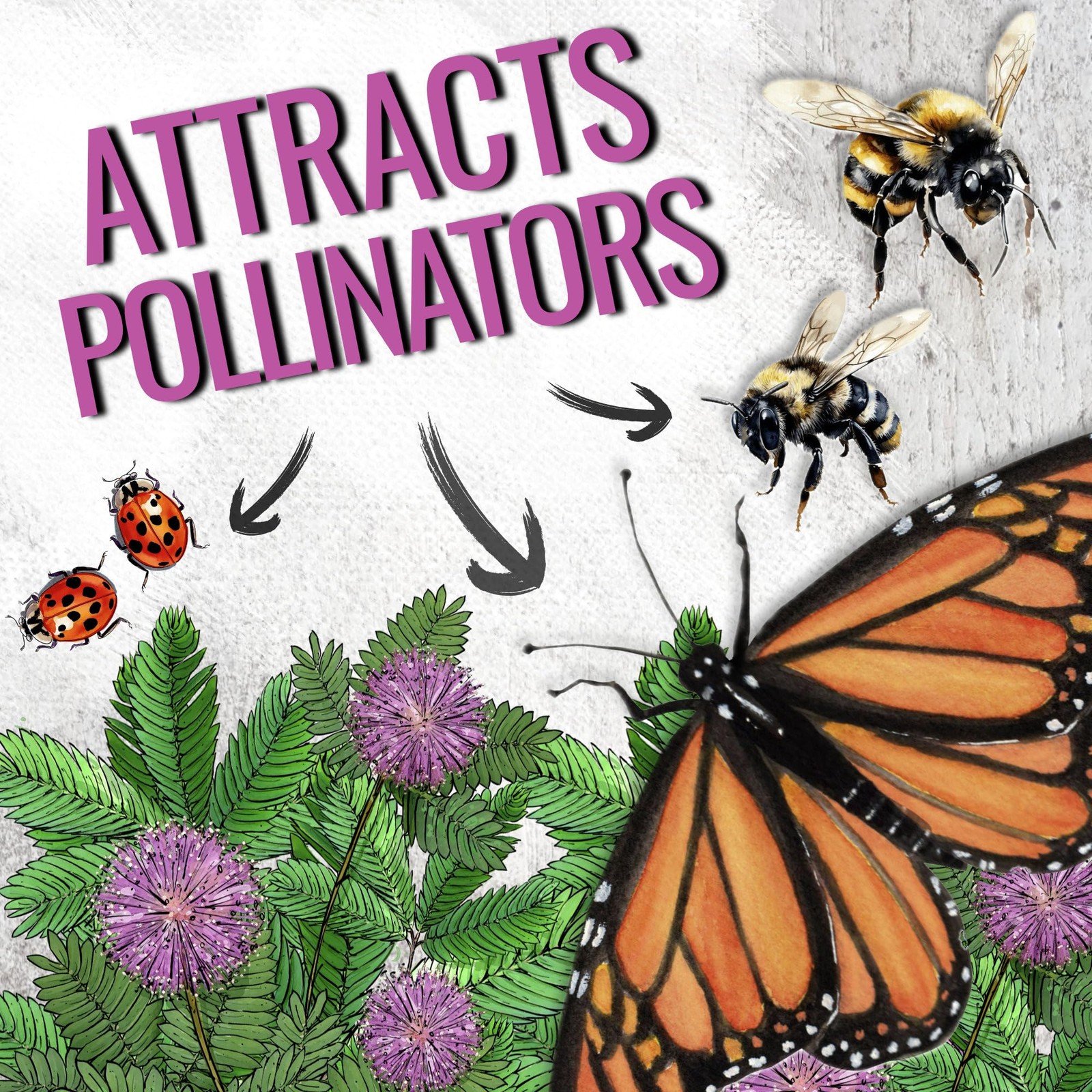 Sensitive Plant Seeds for Planting Mimosa pudica Heirloom & Open Pollinated …