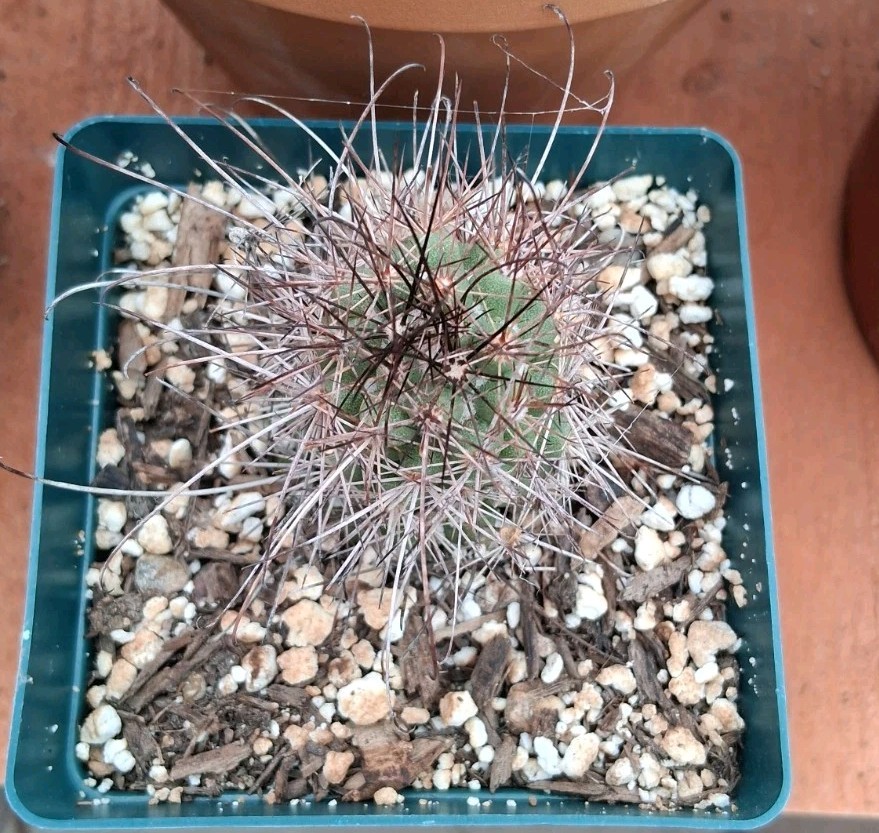 Mammillaria Poselgeri EXOTIC rare Cactus From BAJA MEXICO! Ships In A 4″ Pot!