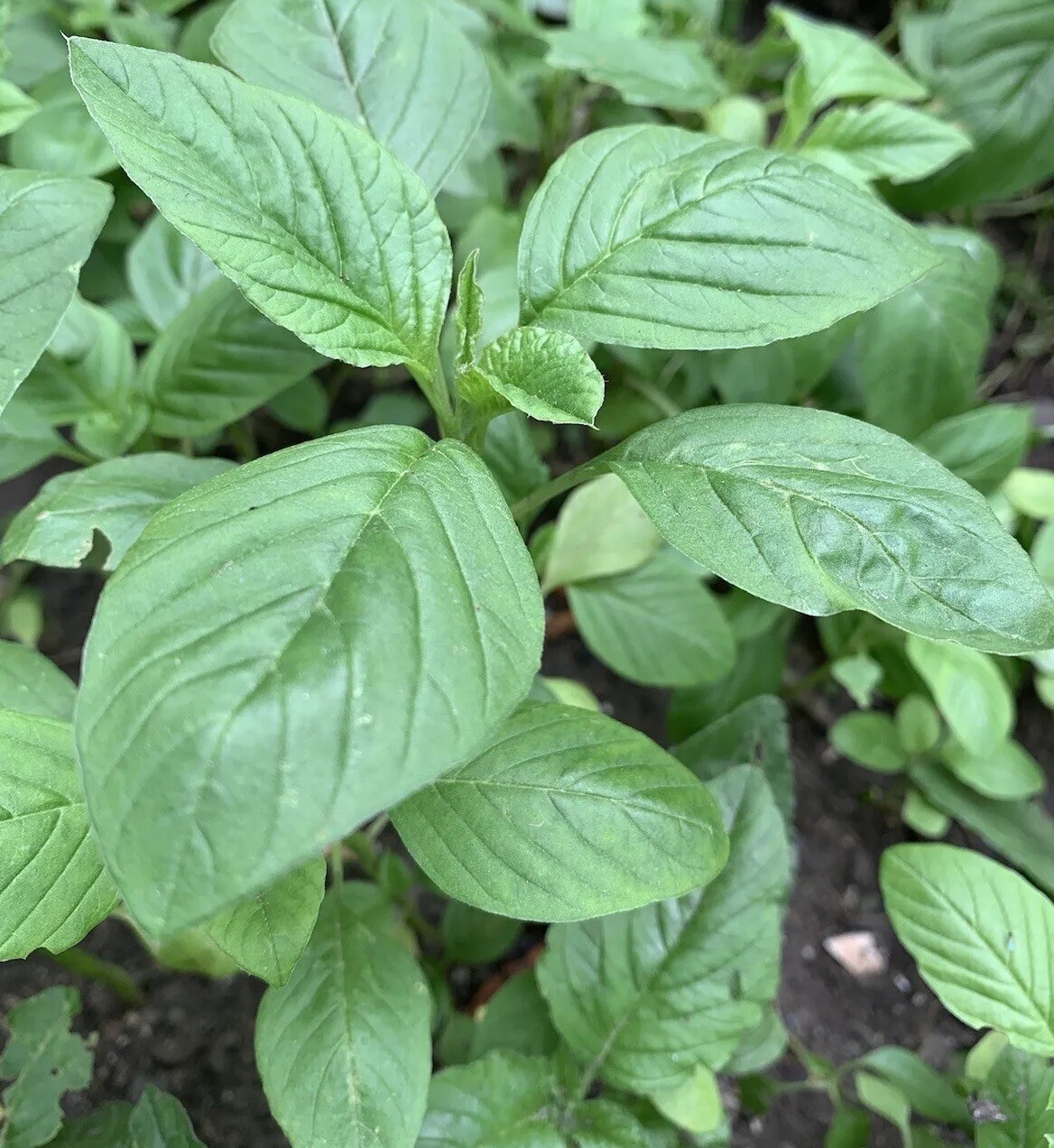 2000+ Green Amaranth Seeds Chinese Spinach Green Edible Vegetable USA
