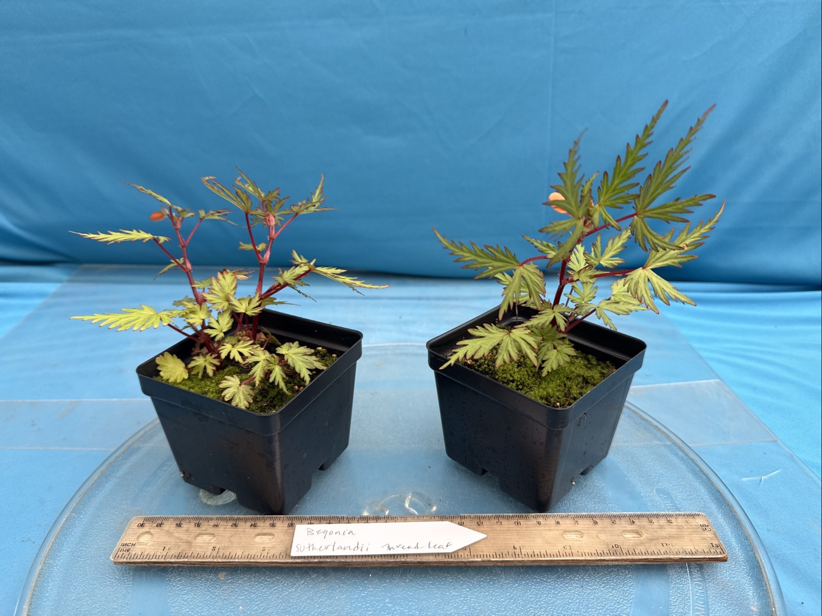 Begonia sutherlandii Fern-like Leaves 4” Pot Shade Easy Care Windowsill