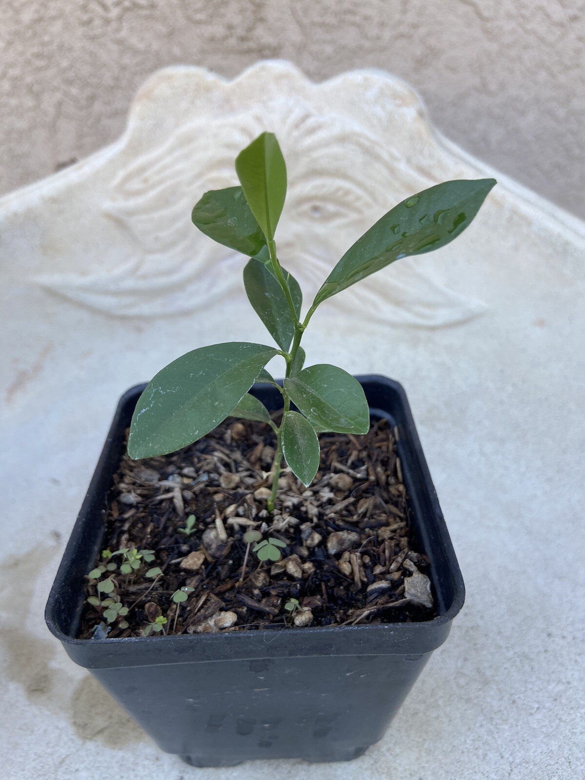 SWEET MEIWA KUMQUAT CITRUS TREE – 2”To 5”Seedlings – Live Plant -4”- Potted