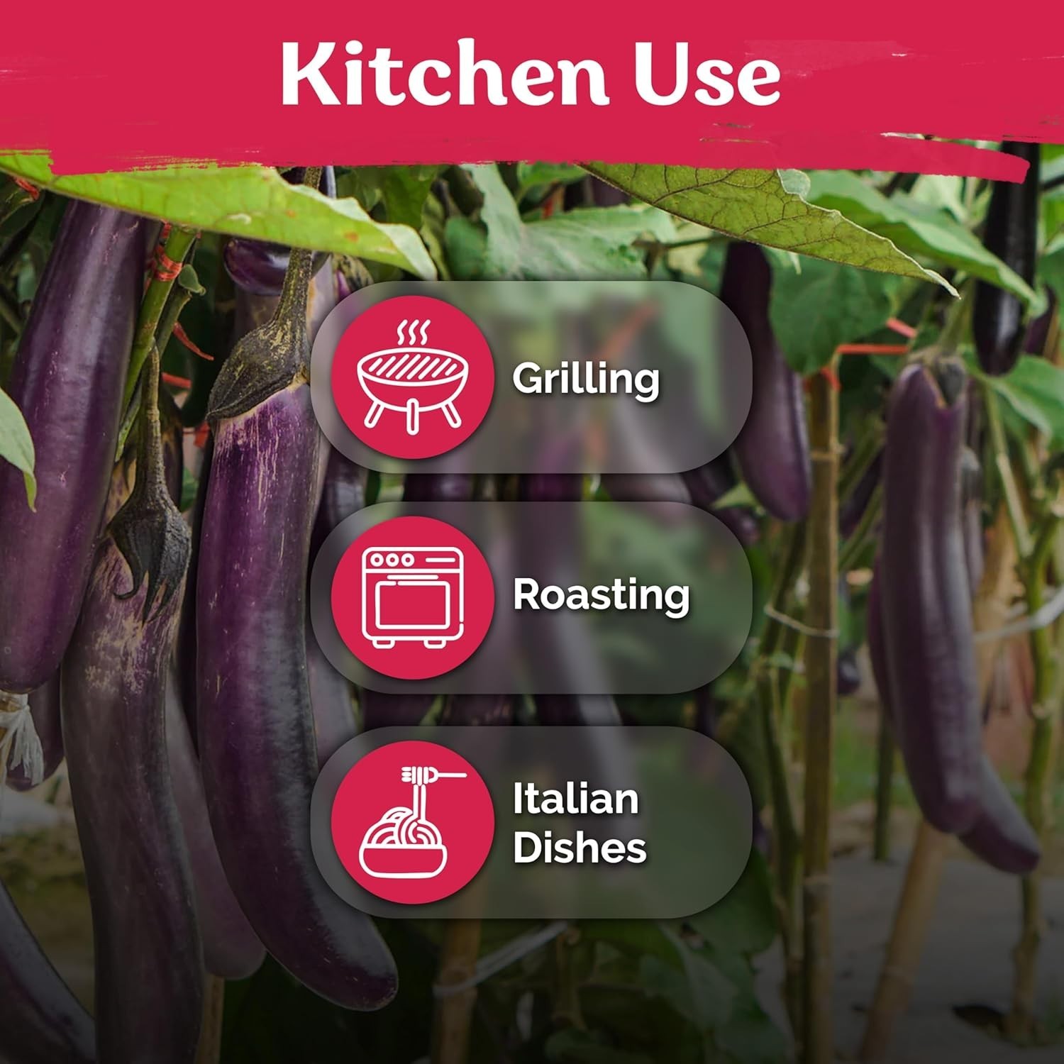Compact Dark Purple Italian Eggplant Seeds – 175 Heirloom Seeds for Small Spaces