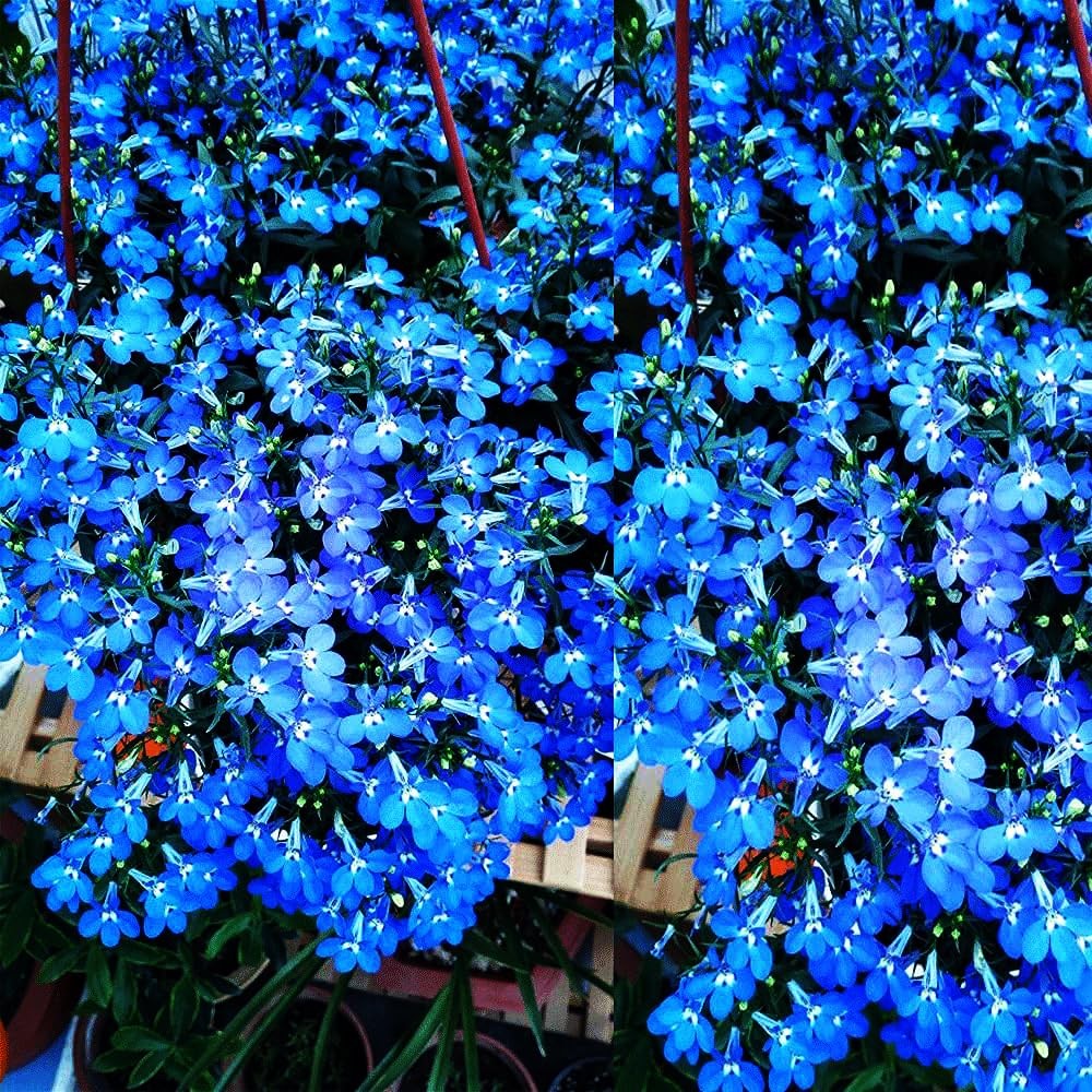 Blue Woolly Thyme Seeds,20001+ Blue Creeping Thyme Seeds Ground Cover