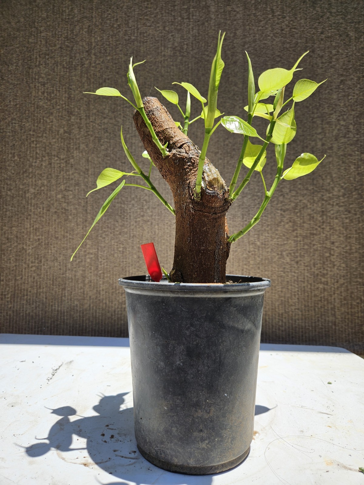 Ficus religiosa ( Sacred fig Cây Bồ Đề) Bonsai Tree,,,, sale