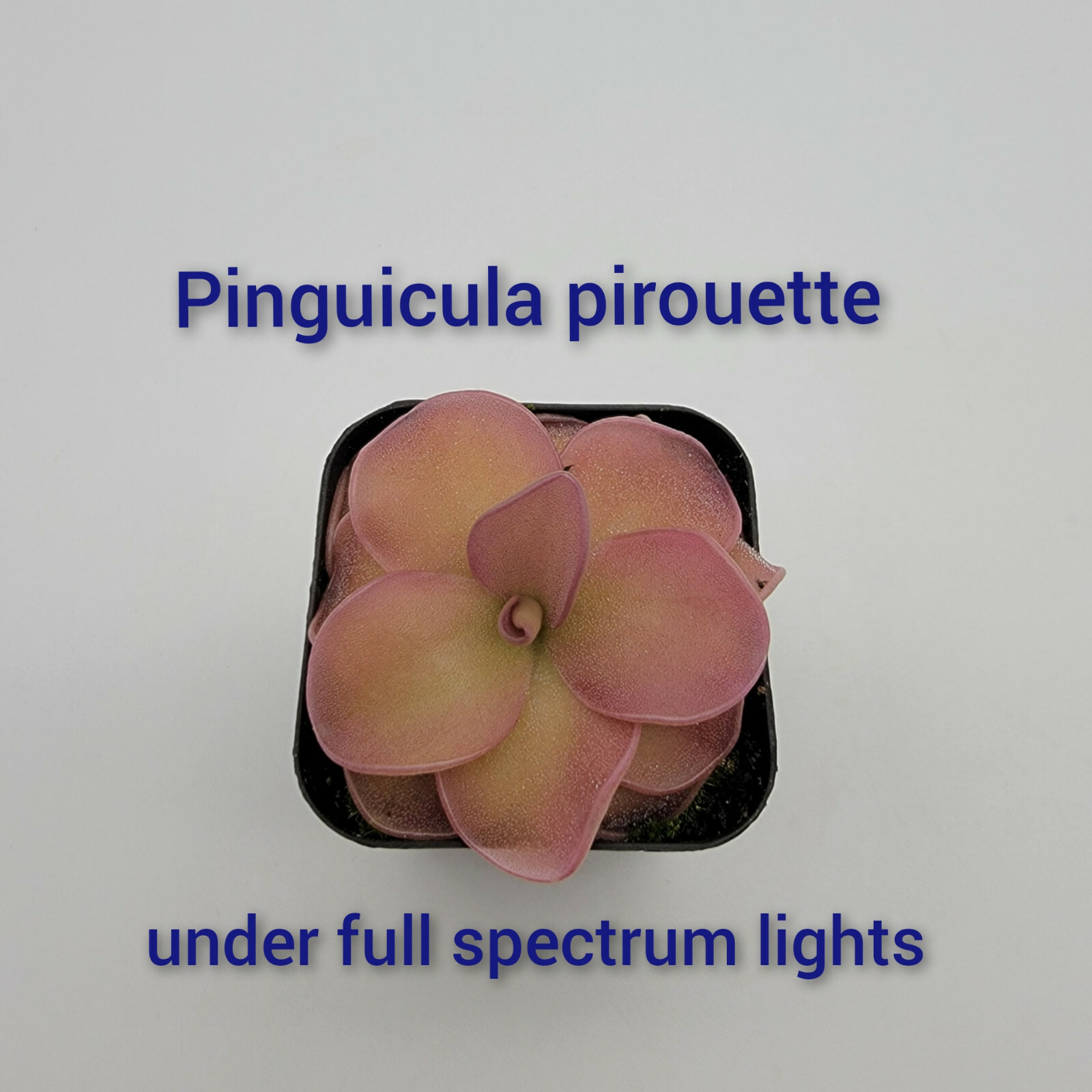 Pinguicula pirouette (Butterworts) Bare-root