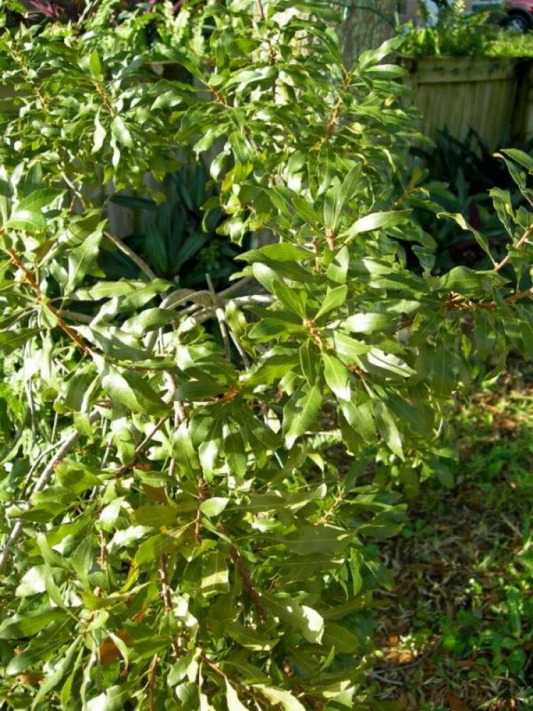 WAX MYRTLE SOUTHERN Myrica Cerifera – 100 SEEDS.