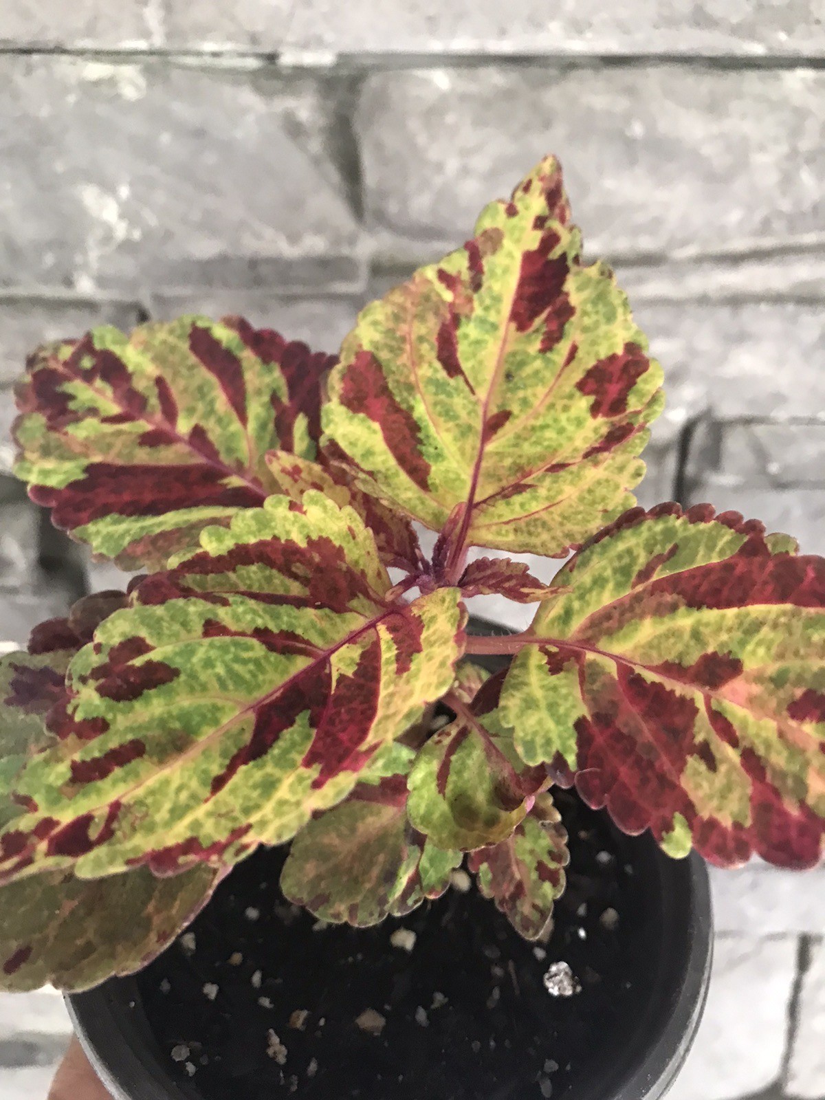 Purple and Yellow Coleus live plant~ 3 ” pot. Ship with soil with pot.