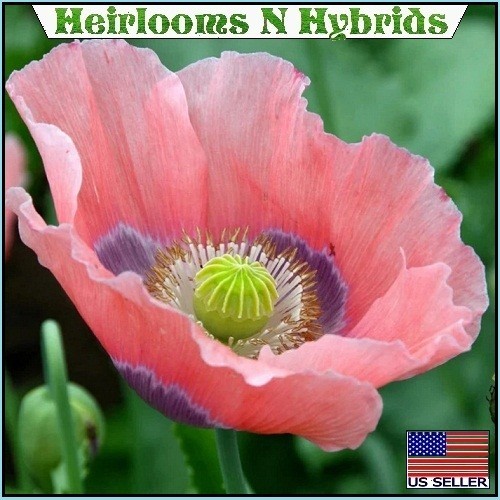 2,500+ The Giant, “Rattler” Papavear Somniferum Giganteum Poppy Seeds Huge Pods