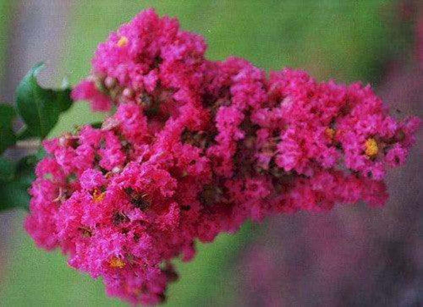 Electric Pink Passion™ Crape Myrtle: Vibrant Blazing Pink Color for Your Landsca