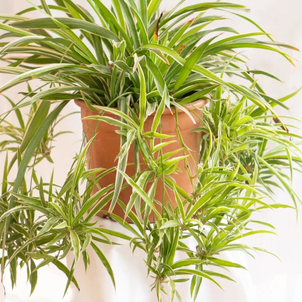 Spider Plant – Rooted Starter Plant – Easy to grow and ready to repot