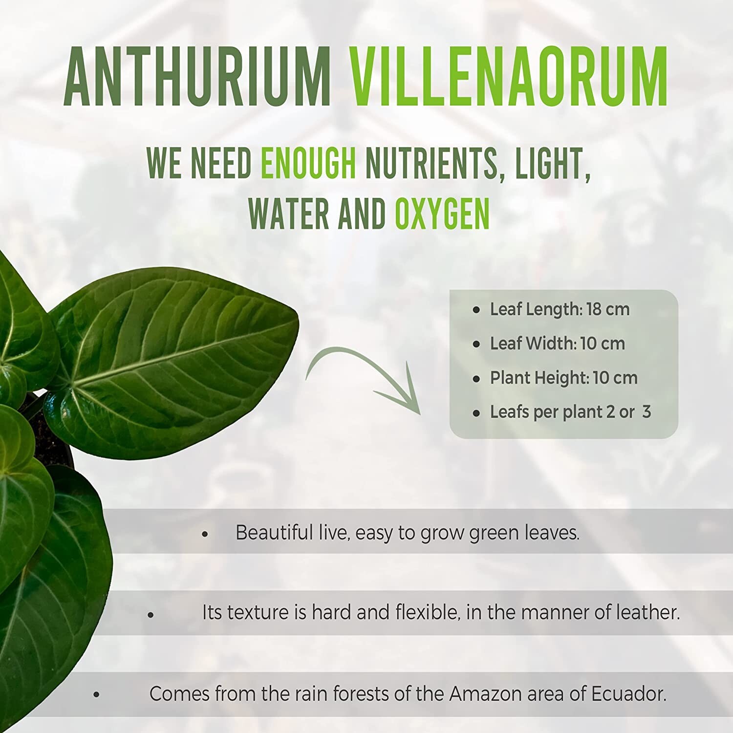 Anthurium Villenaorum by LEAL PLANTS ECUADOR |Green Live House Plants for Indoor