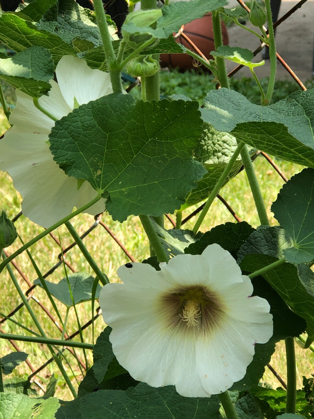 FRESH SEEDS Heirloom Old Fashion HOLLYHOCK Single Color Mix*Organic*Pollinators!
