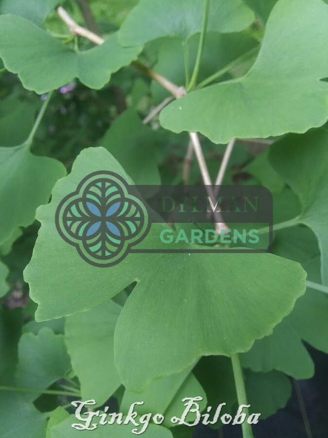 Ginkgo Biloba Tree – Maidenhair Tree – Living Fossil Tree – Multiple Sizes