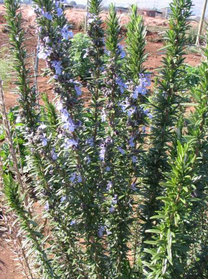 1 Live Rosemary – Tuscan Blue Plant – 1–3” Tall in Plug