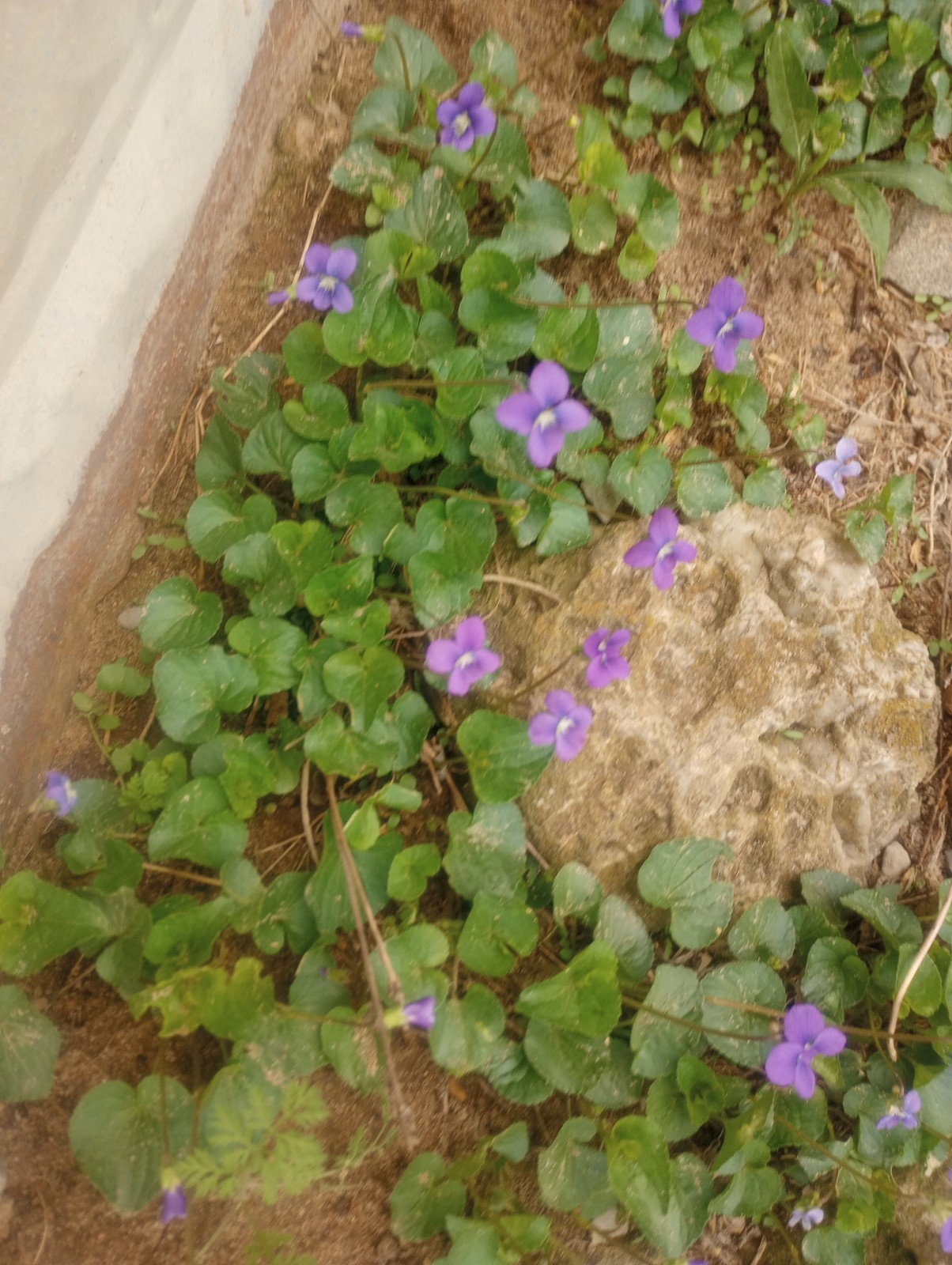 (12) Twelve – Wild Violet Flower Plant Purple Viola, Bareroot Rhizomes Bulbs