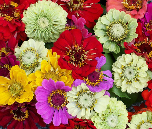 ZINNIA PUMILA MIXED COLORS Zinnia Elegans – 2,750 Bulk Seeds