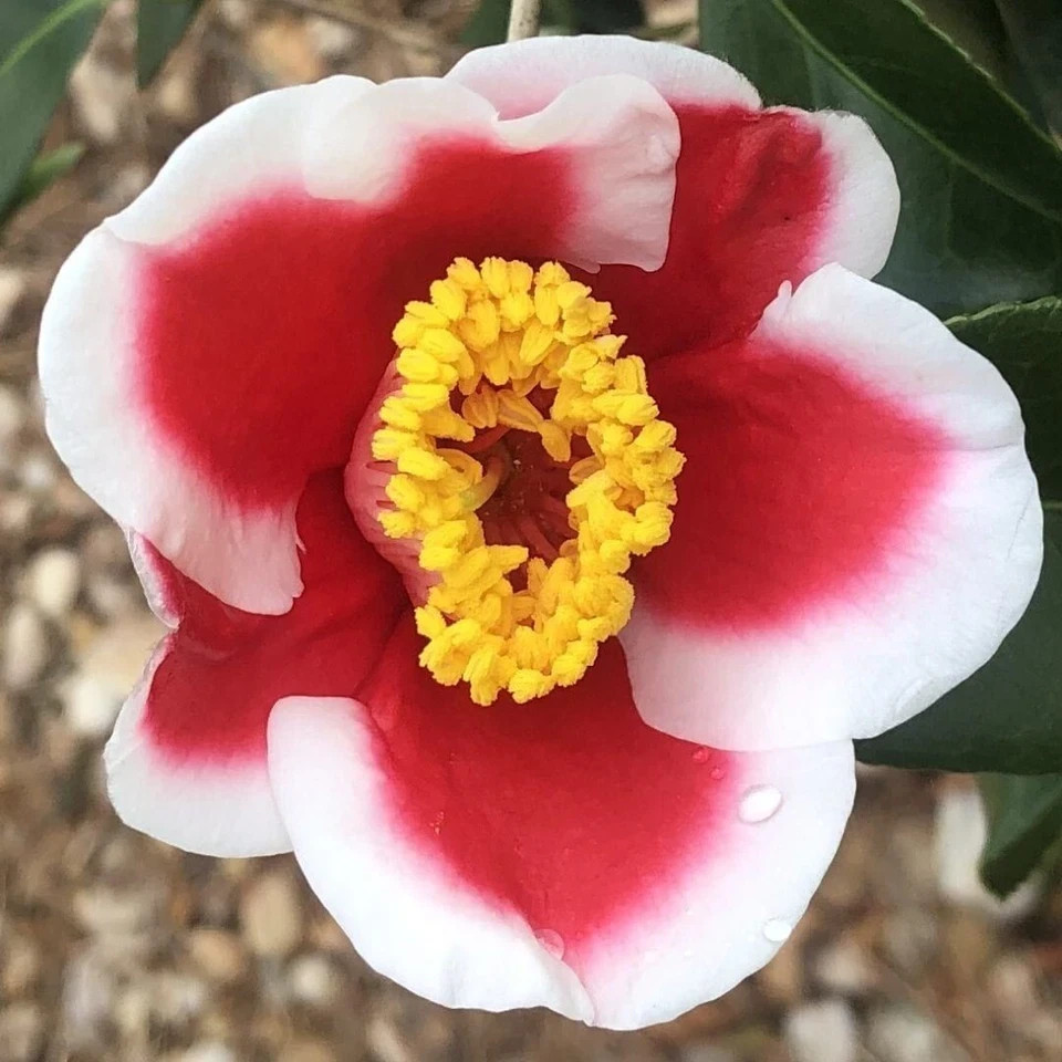 **TAMA ELECTRA**Unique Bloom**Camellia Japonica-Live Starter Plant -USA SELLER-