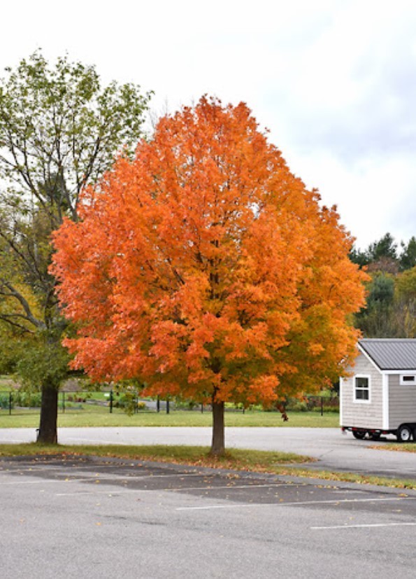 Set 2 Sugar Maple Trees – 6-12″ Tall – 4″ Pot – Deciduous Tree for Landscape