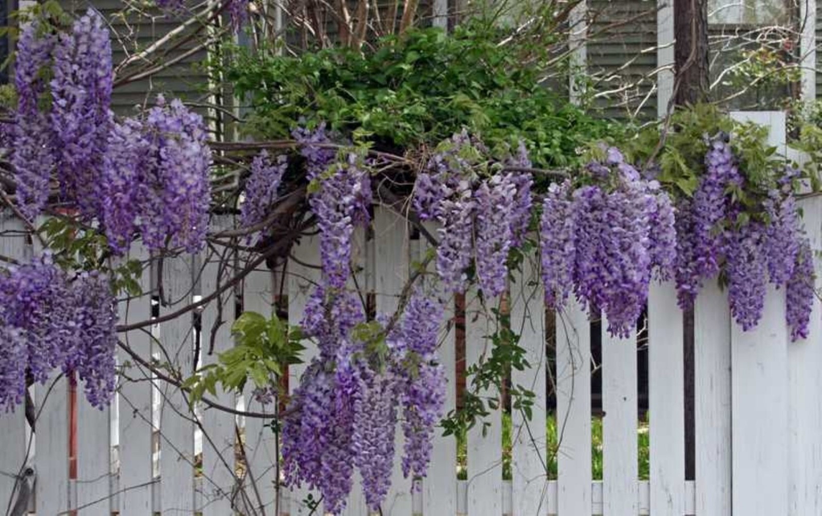 Wisteria frutescens ‘Amethyst Falls’, grafted 1 year old plant
