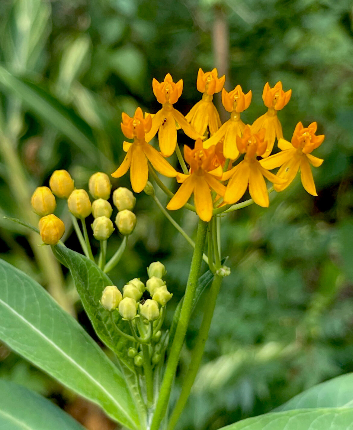 Butterfly Weed – Perennial Flower – 1 Plant In small Pot