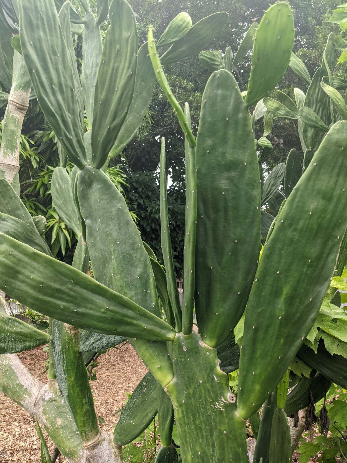Spineless Thornless Edible, Prickly Pear Cactus, Pad Leaf Cuttings