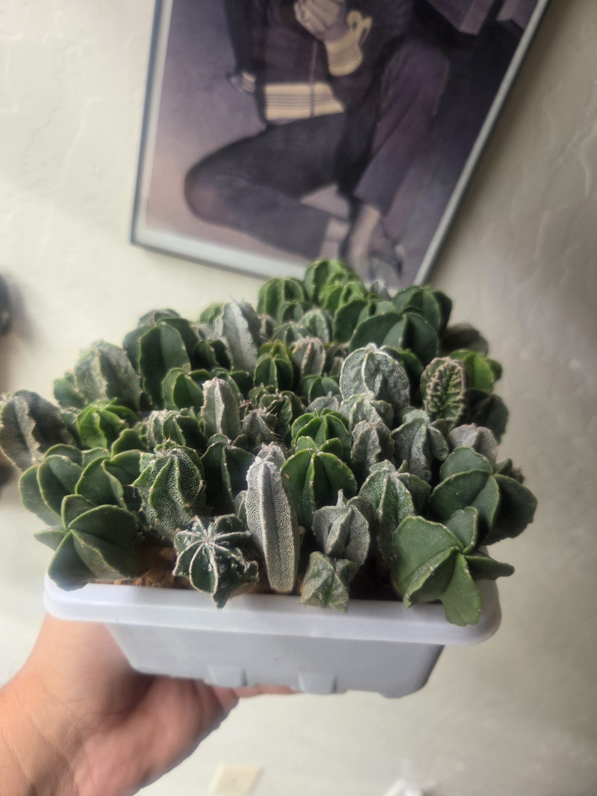 Astrophytum myriostigma hybrid mix – (Whole Tray)