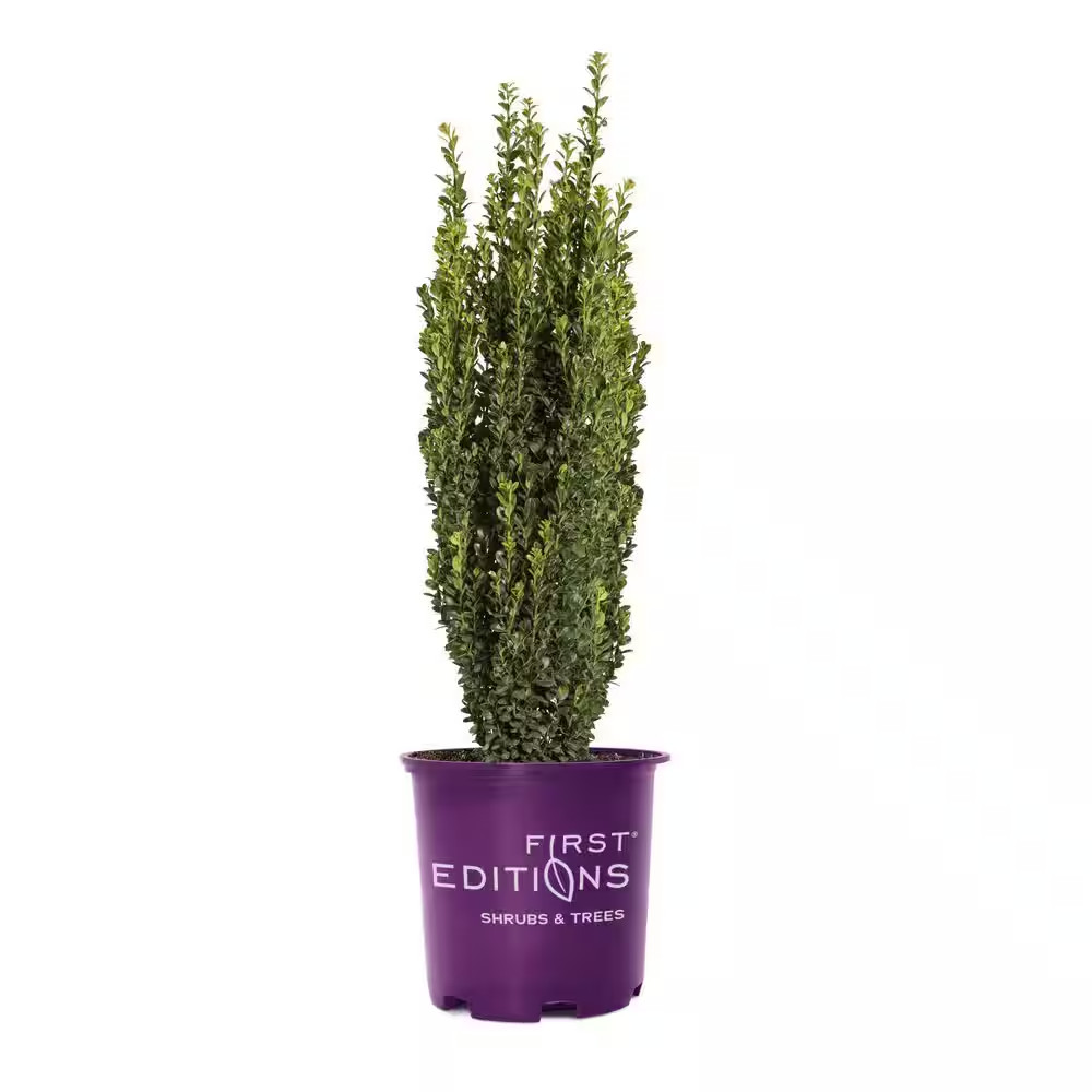 2 Gal. Straight and Narrow Holly Evergreen Shrub with Dark Green Foliage