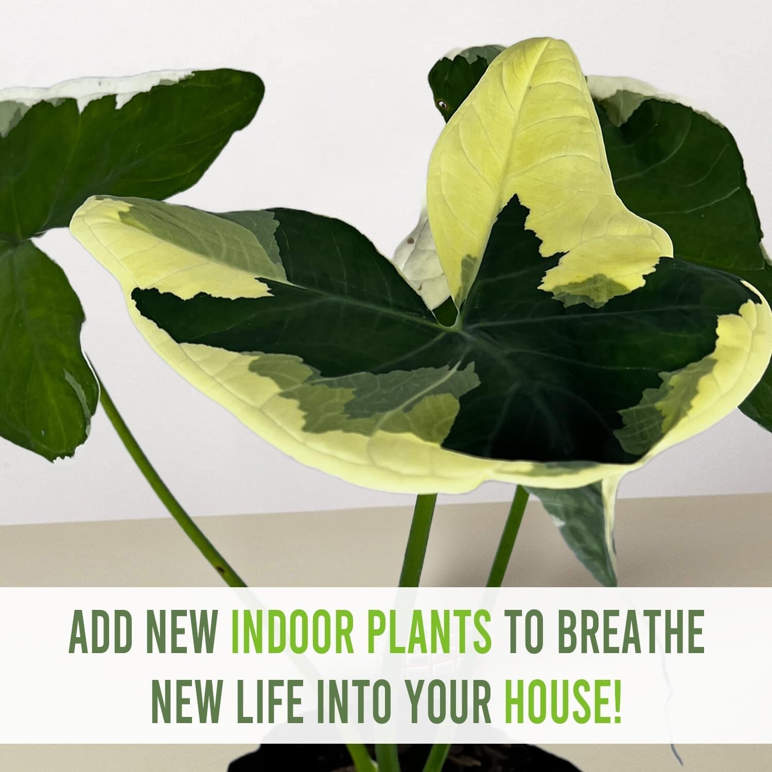 Alocasia Variegated Mickey Mouse Heartshape Live Indoor House Plant
