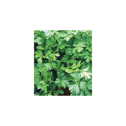 Parsley Italian Flat Leaf Dark Green Garden Herb by Seed Kingdom Bulk 5 Lb