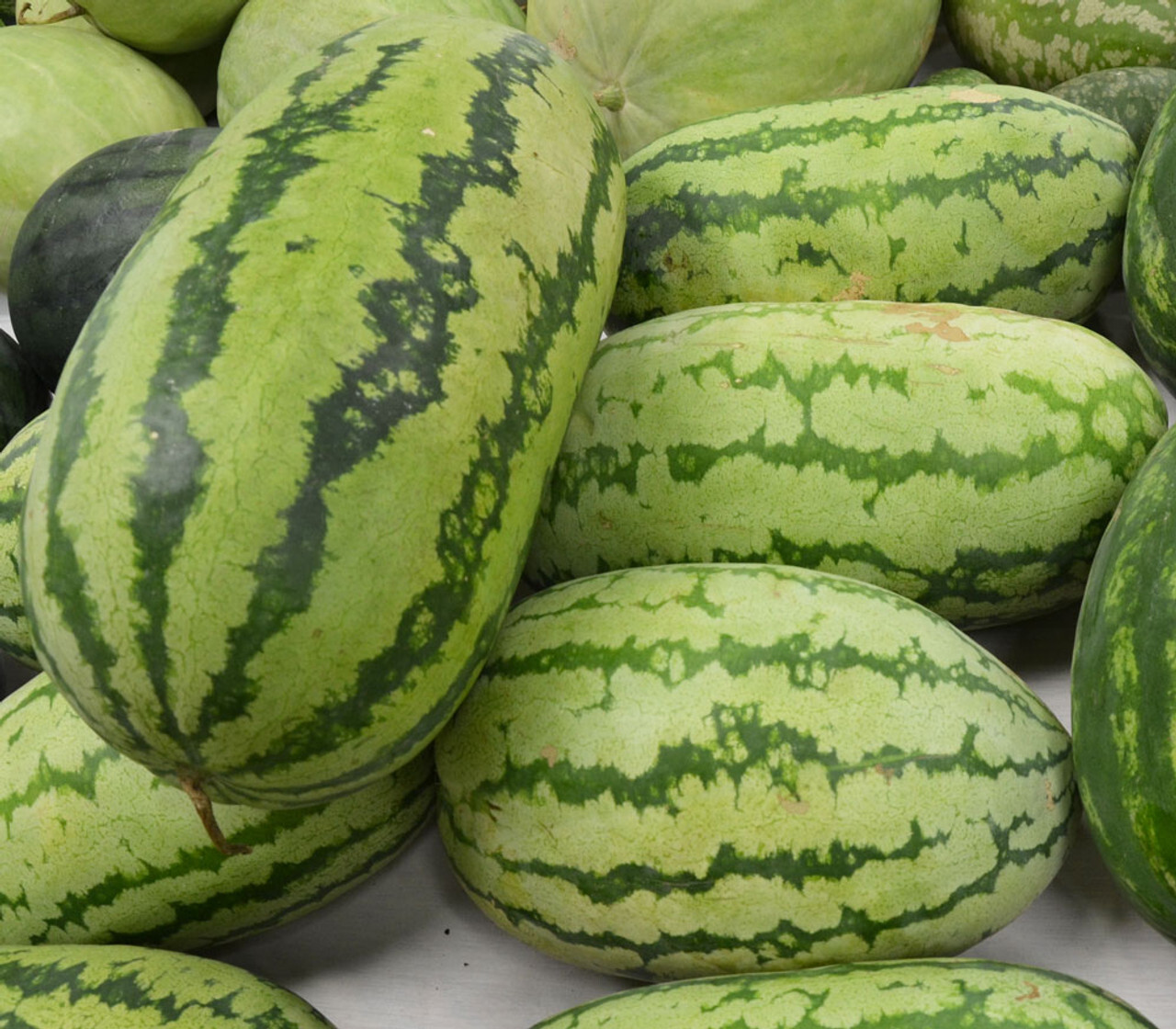 Georgia Rattle Snake Watermelon Seeds, NON-GMO, Gypsy Watermelon, FREE SHIPPING