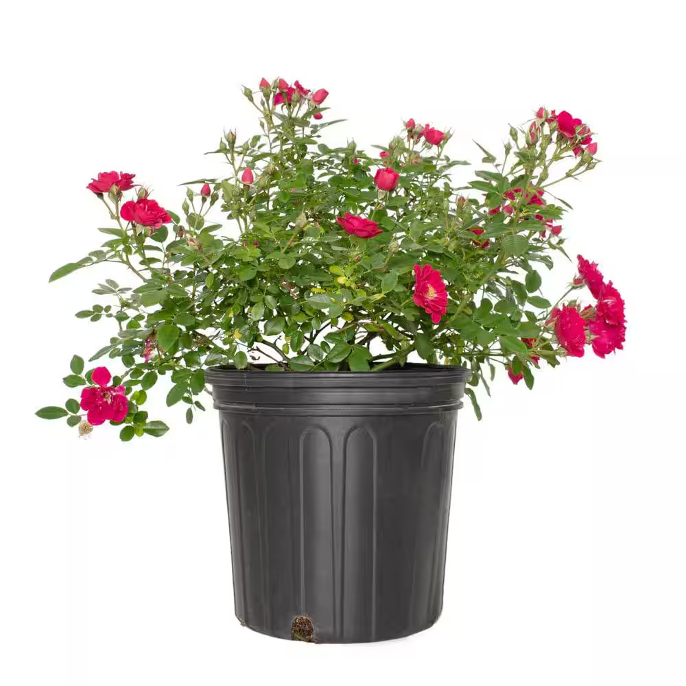 2 Gal. Rose Pink Crush with Pink Flowers