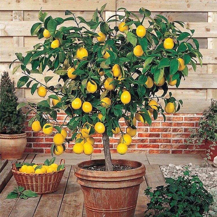 30pcs Perfume Lemon Seeds – Grow Your Own Delicious Fruit-Bearing Bonsai Tree