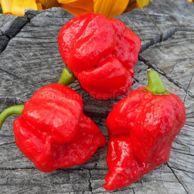 15 Newly Harvested Super-Hot Trinidad Scorpion Red Moruga Pepper Seeds-A 66