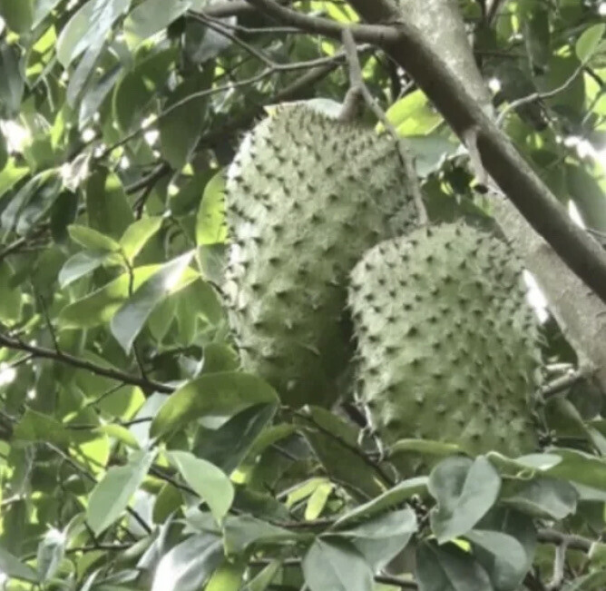 4”- 9” Annona Muricata Graviola Soursop Guanabana Potted Starter PLANT Tropical