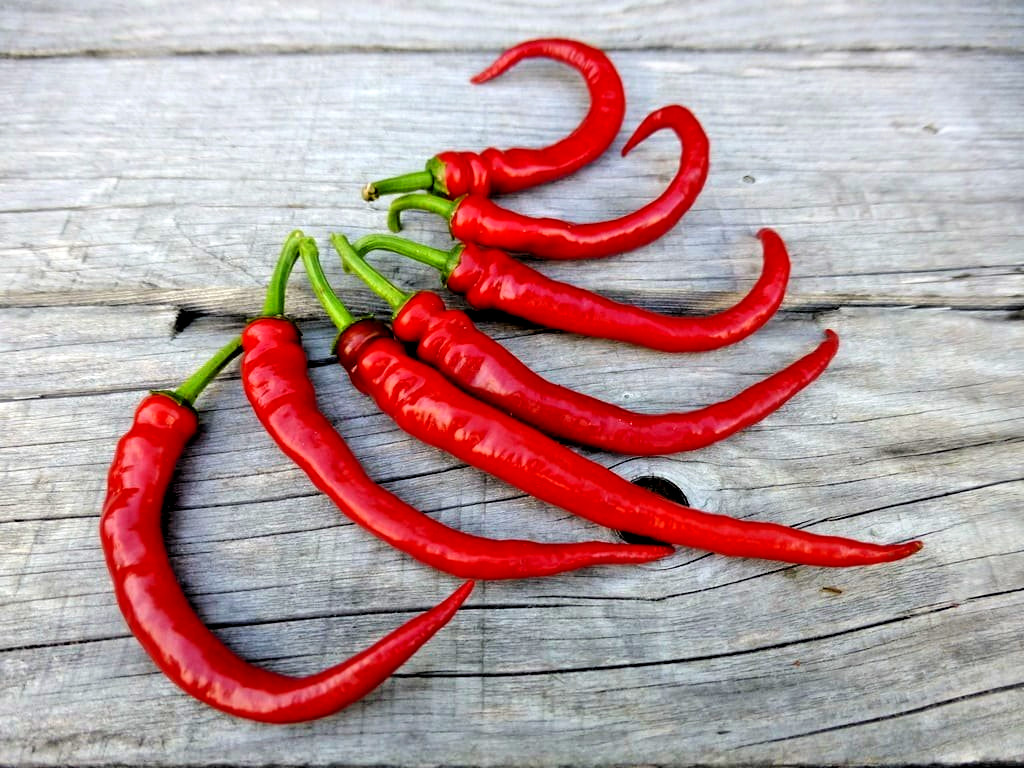 RARE✿ Back in Stock! Turkish Heirloom Aci ILica Hot Pepper 15+ Seeds