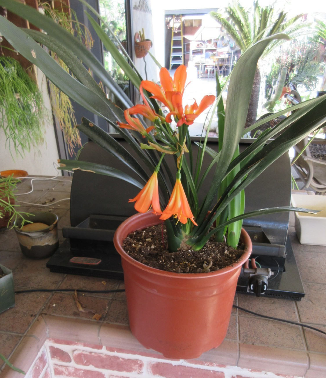 Hybrid Clivia miniata extra-large plant with 2 pups Salmon & Yellow throat