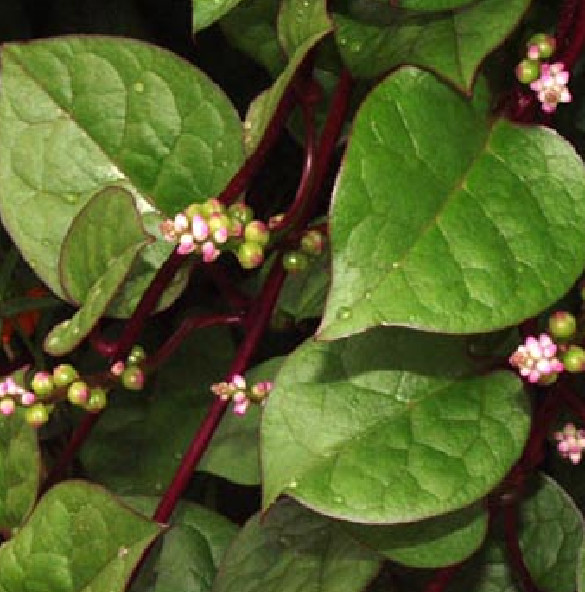 Malabar Spinach 100 Organic Seeds (50 Red + 50 Green) Delicious Basella alba