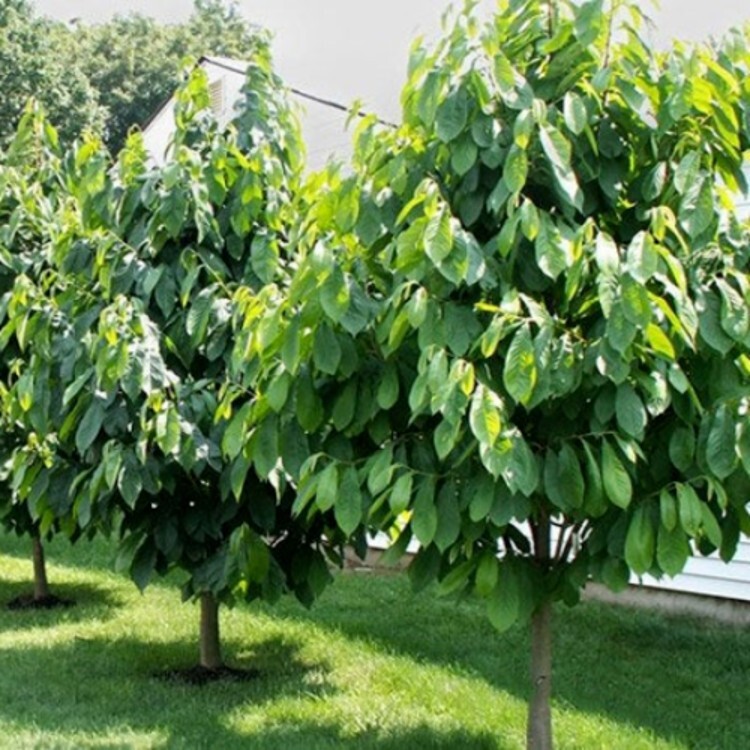 Bananas Paw Paw Indian Ornamental Fruits Bearing Tree Outdoors Live Plant Qt Pot