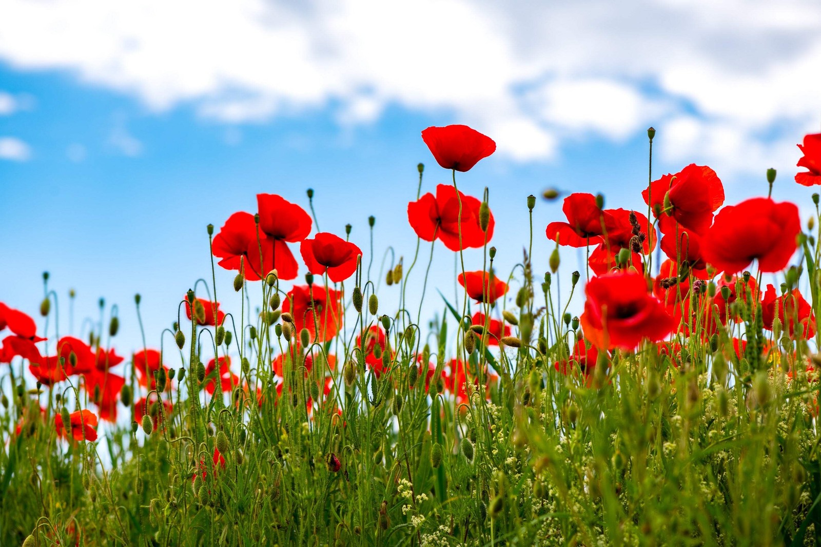 1000 Red AMERICAN LEGION POPPY Corn Shirley Flanders Papaver Rhoeas Flower Seeds