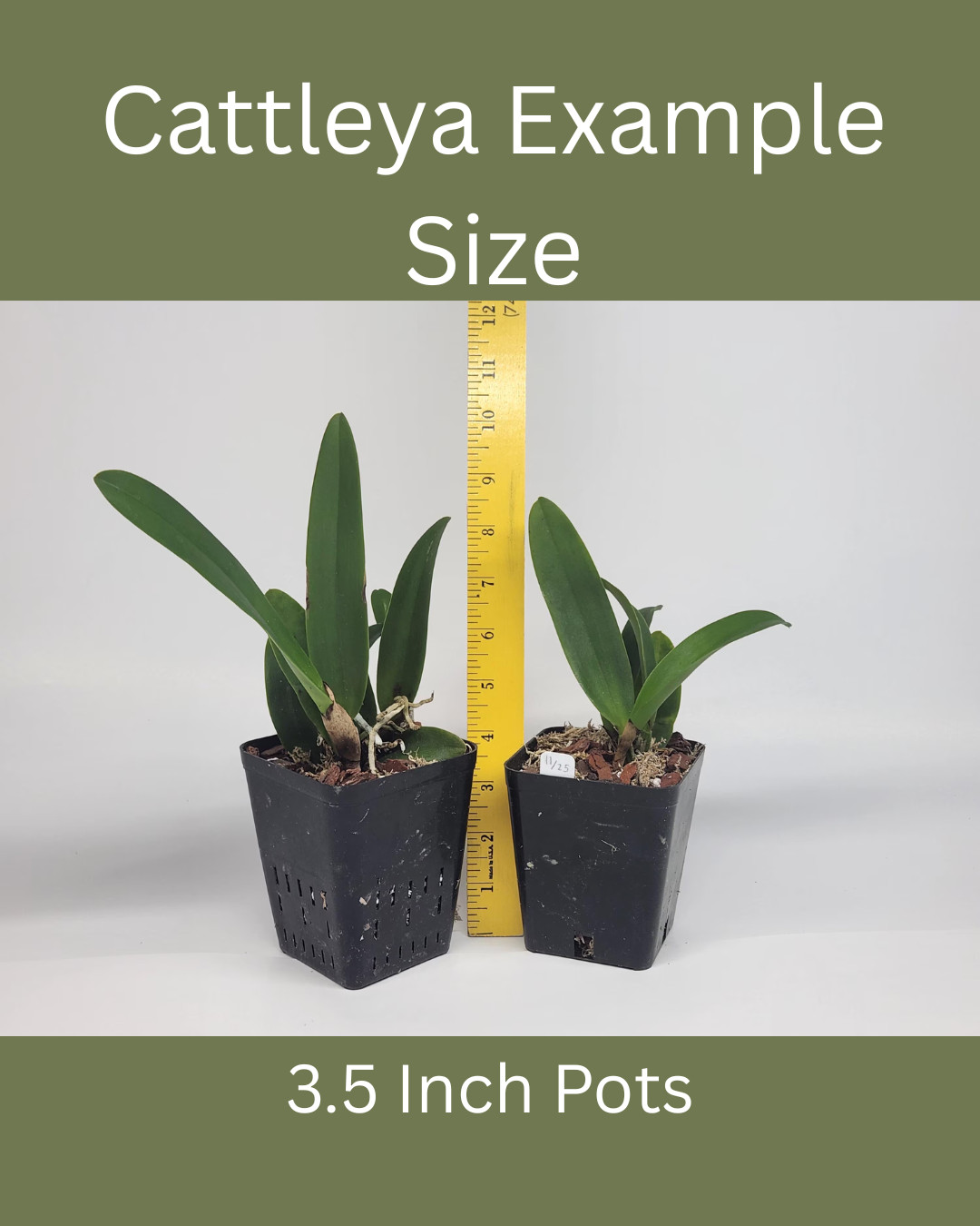 Cattleya Orchid Variety-BUNDLE of 5, 3.5 Inch Pots, Seedlings, See Description