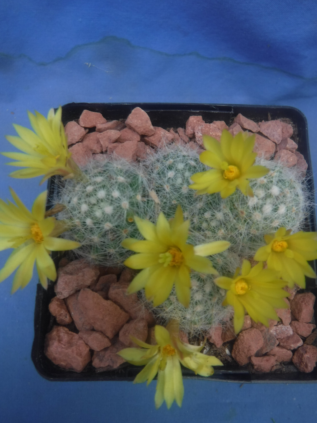 Mammillaria baumii Cactus 3 or 4 Plants LEMON SCENTED BLOOMS! FLOWERING SIZE!