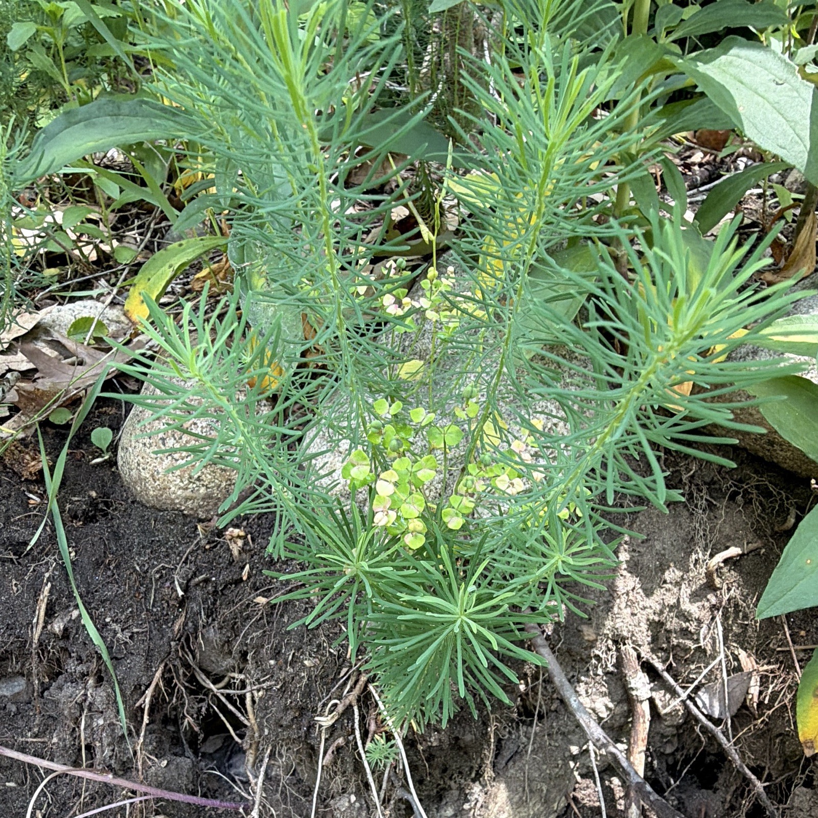 Euphorbia Live Plant Plug/Seedling – Outdoor Evergreen Narrowleaf Clumping 1