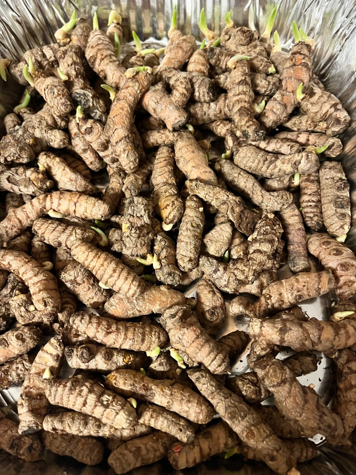 10 PCs Turmeric Roots Curcuma Longa Ready To Plant 1-2” with growth